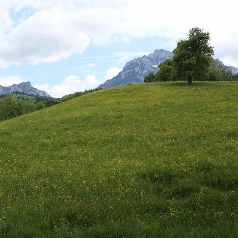 Gasteiner | Panorama-Wanderung in Dorfgastein